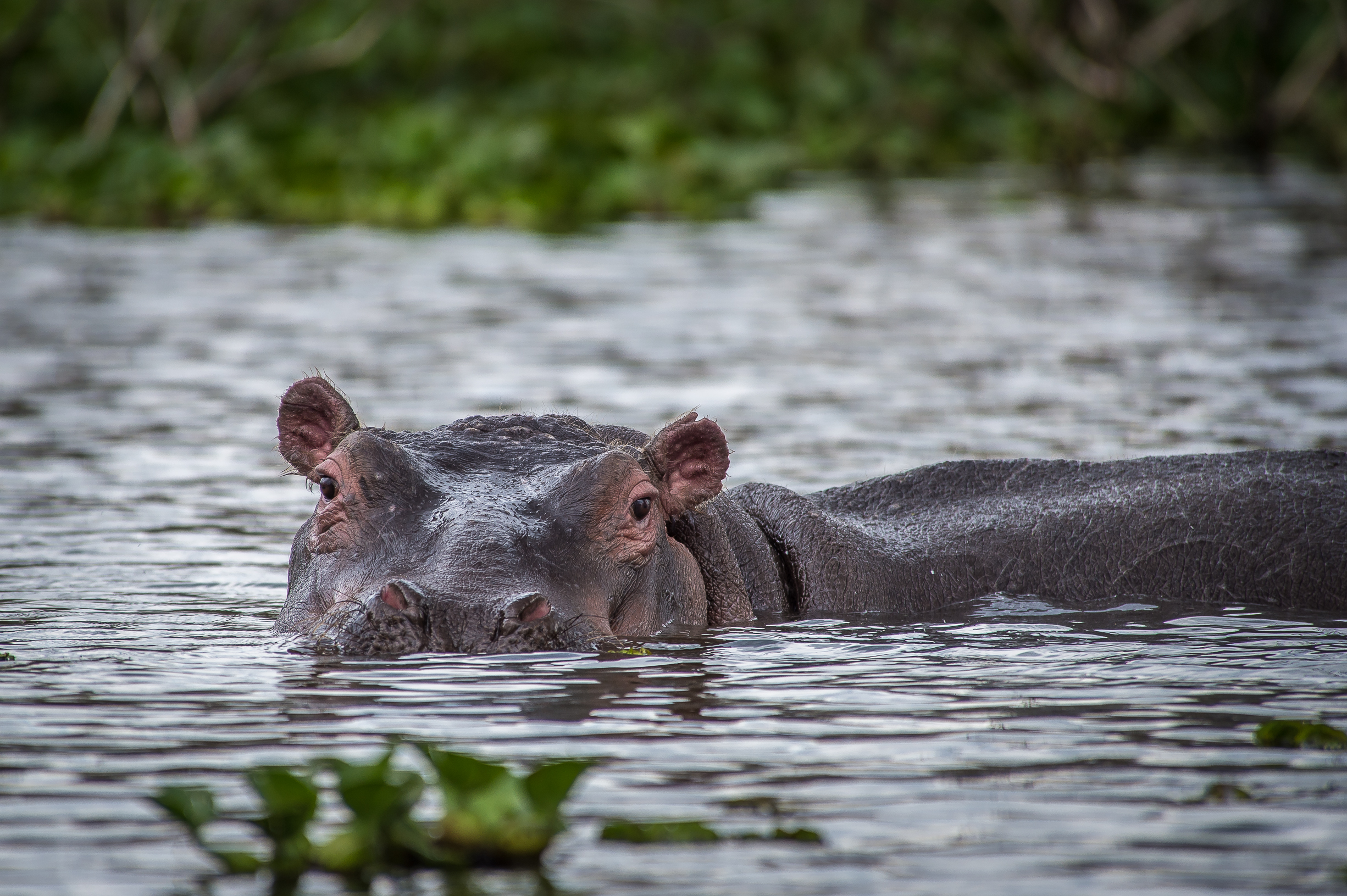 lago-naivasha-kenia-hipopotamo
